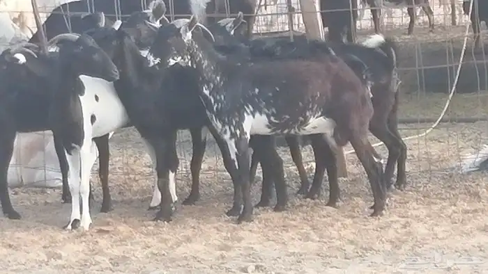 ماعز بيشيات مرخ وكحل جنب دفيع معزا جنوبية طيبة 7 4