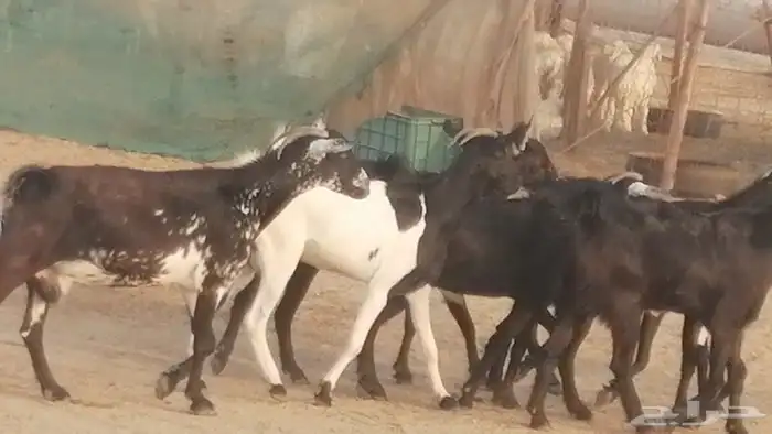 ماعز بيشيات مرخ وكحل جنب دفيع معزا جنوبية طيبة 7 27