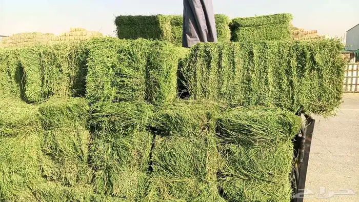 برسيم ناعم جوده وزن 0