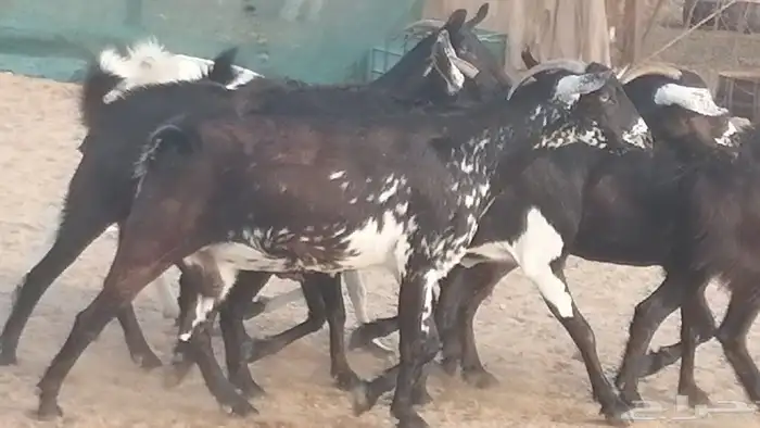 ماعز بيشيات مرخ وكحل جنب دفيع معزا جنوبية طيبة 7 0
