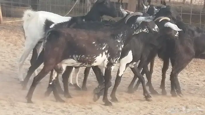 ماعز بيشيات مرخ وكحل جنب دفيع معزا جنوبية طيبة 7 8