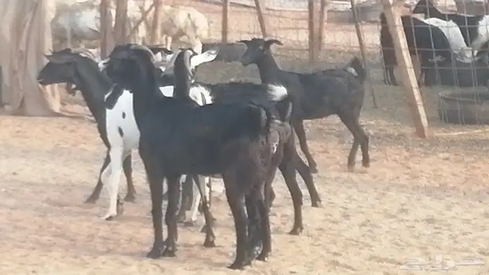 ماعز بيشيات مرخ وكحل جنب دفيع معزا جنوبية طيبة 7 26
