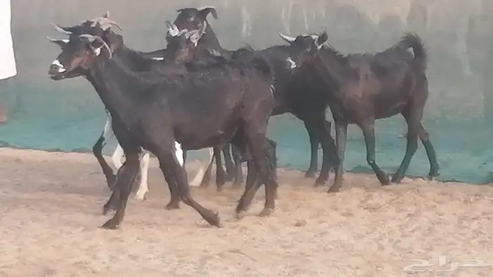 ماعز بيشيات مرخ وكحل جنب دفيع معزا جنوبية طيبة 7 2