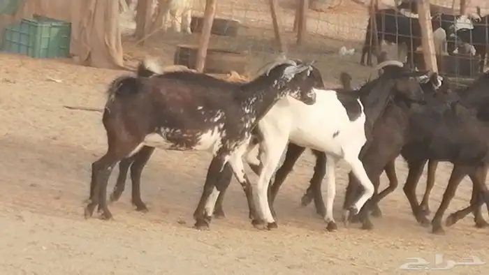 ماعز بيشيات مرخ وكحل جنب دفيع معزا جنوبية طيبة 7 25
