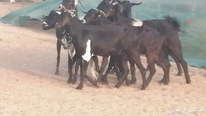 ماعز بيشيات مرخ وكحل جنب دفيع معزا جنوبية طيبة 7 11