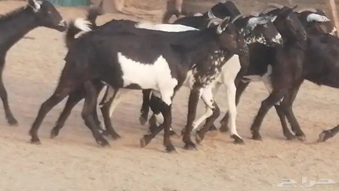 ماعز بيشيات مرخ وكحل جنب دفيع معزا جنوبية طيبة 7 38