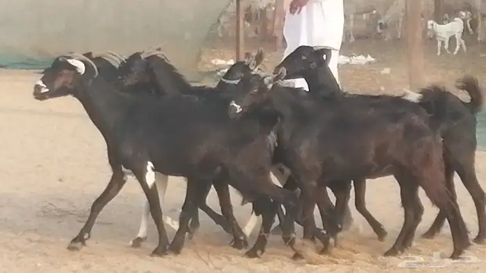 ماعز بيشيات مرخ وكحل جنب دفيع معزا جنوبية طيبة 7 7
