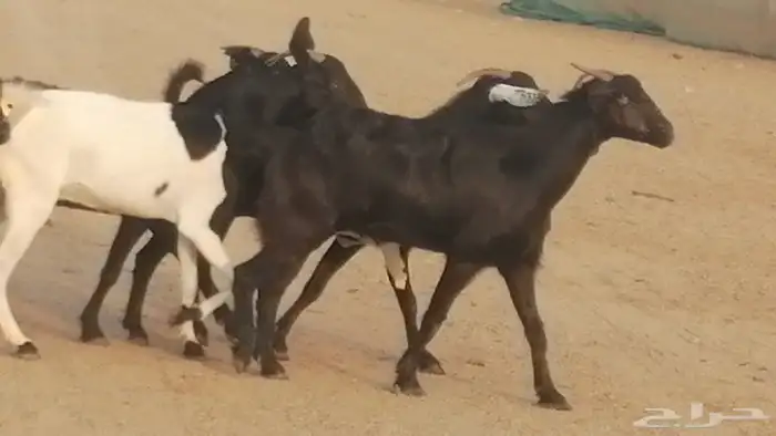 ماعز بيشيات مرخ وكحل جنب دفيع معزا جنوبية طيبة 7 37