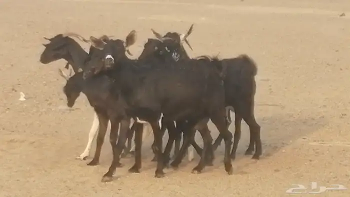 ماعز بيشيات مرخ وكحل جنب دفيع معزا جنوبية طيبة 7 36