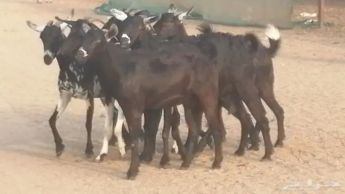 ماعز بيشيات مرخ وكحل جنب دفيع معزا جنوبية طيبة 7 9
