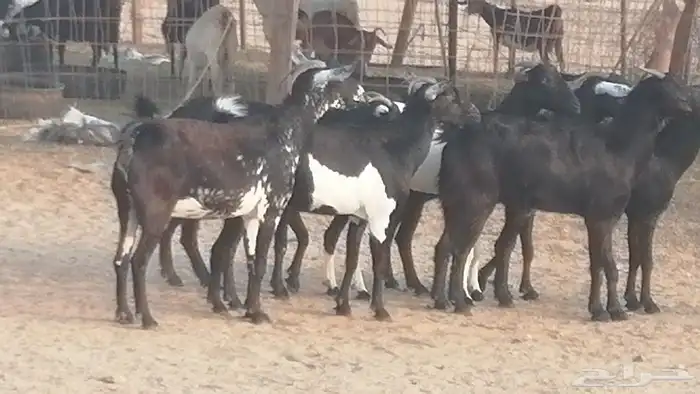 ماعز بيشيات مرخ وكحل جنب دفيع معزا جنوبية طيبة 7 30