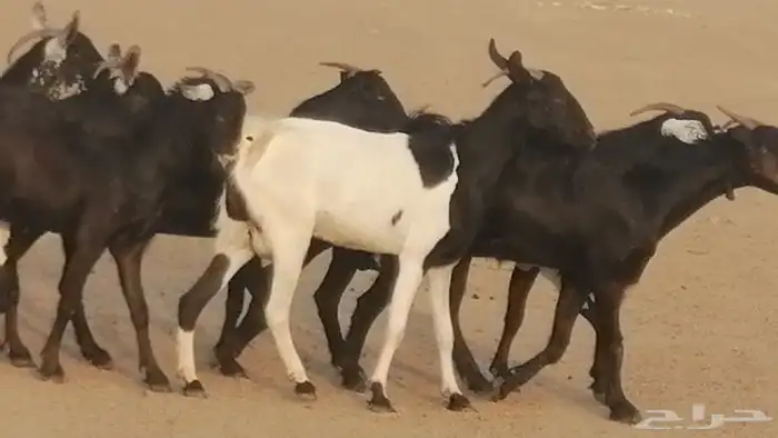 ماعز بيشيات مرخ وكحل جنب دفيع معزا جنوبية طيبة 7 32