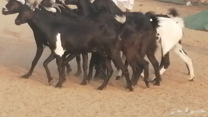 ماعز بيشيات مرخ وكحل جنب دفيع معزا جنوبية طيبة 7 24