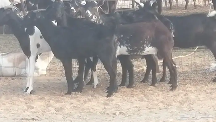 ماعز بيشيات مرخ وكحل جنب دفيع معزا جنوبية طيبة 7 1