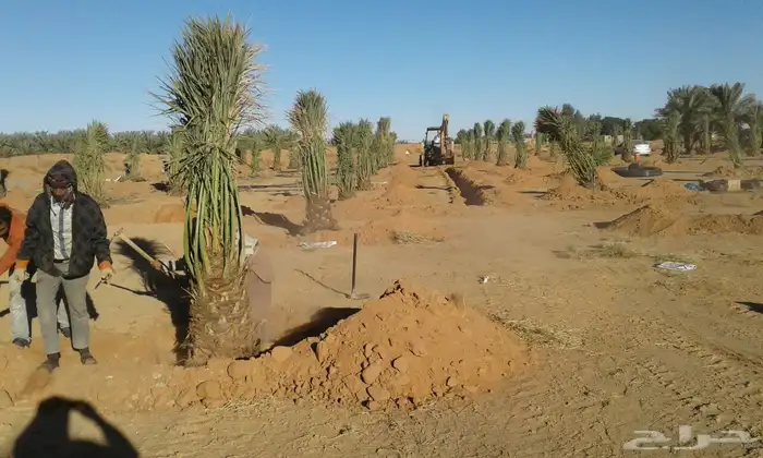 نخيل عربي فسائل نخل نخل عربي نقايل 63