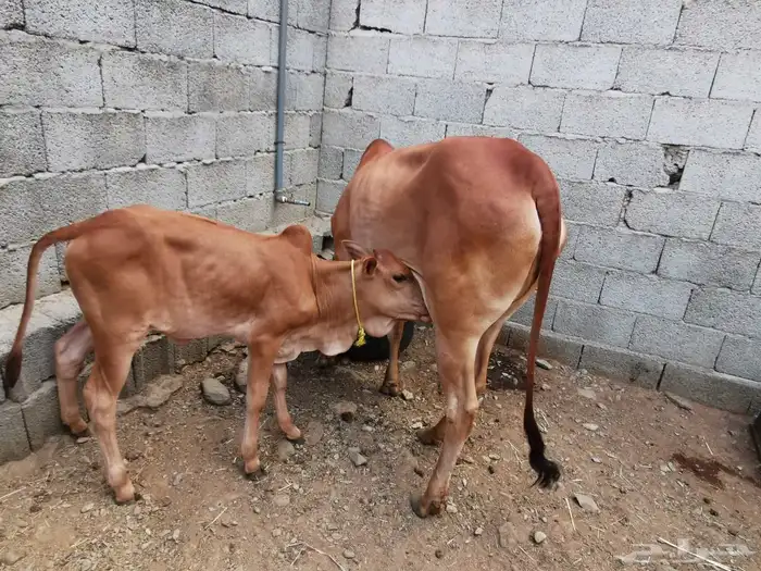 بقر مقاني للبيع 1