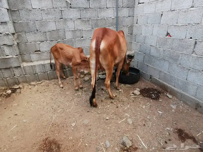 بقر مقاني للبيع 2