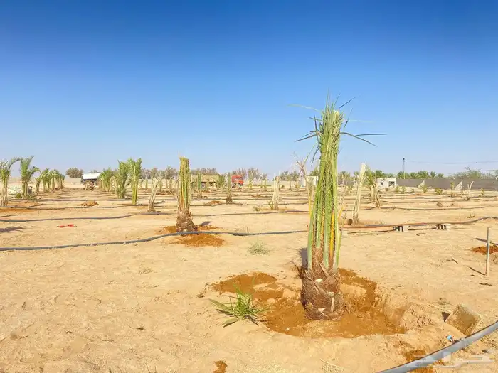 نخل للبيع الدمام بقيق صلاصل الفردانيه 2