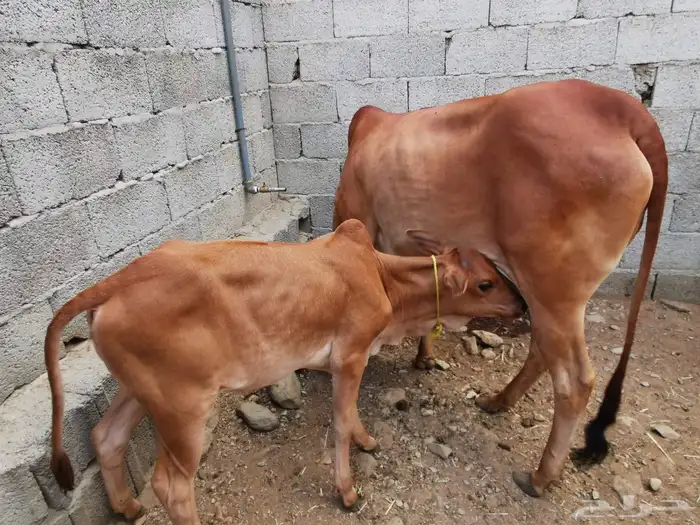 بقر مقاني للبيع 0