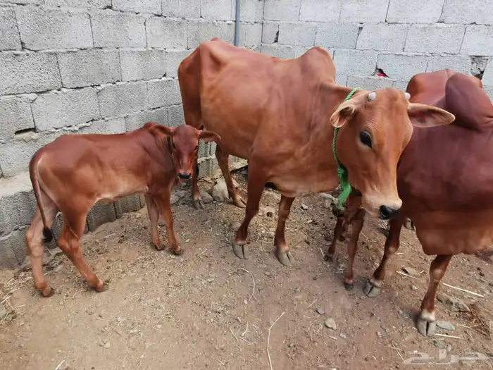 بقر مقاني للبيع 7
