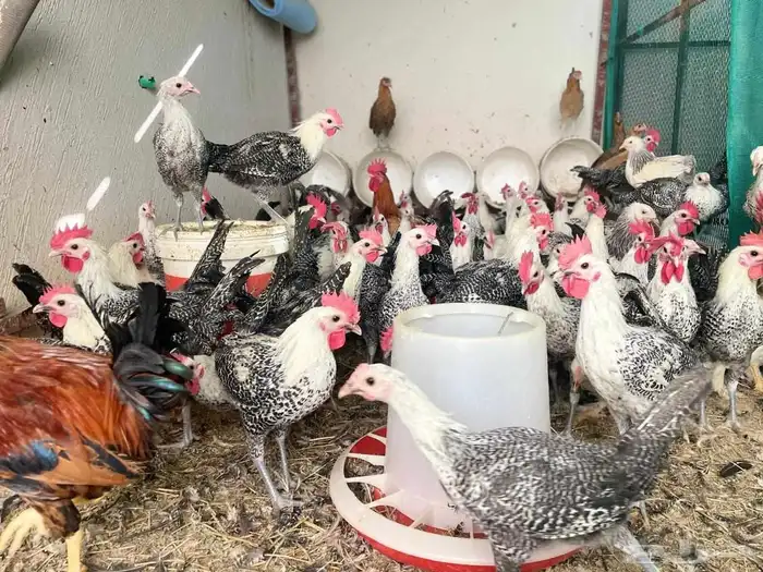 ديك ديوك فيومي شبابي 2