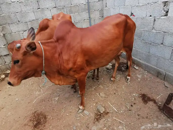 بقر مقاني للبيع 8