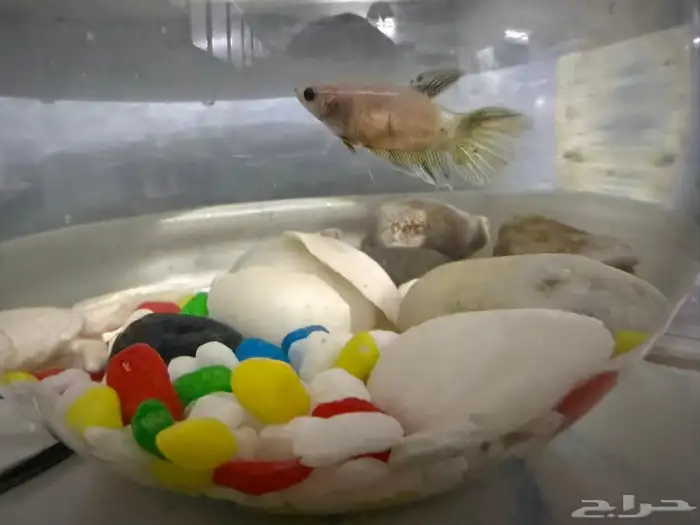 سمك الفيتر ذكر و انثا 0