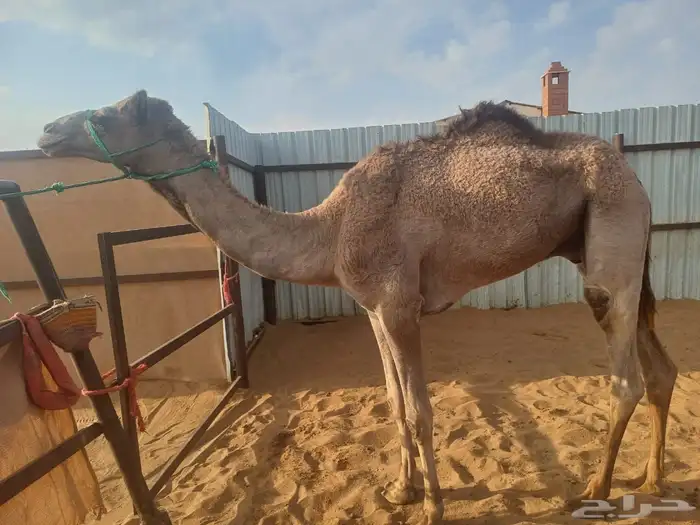 قعود للبيع 0