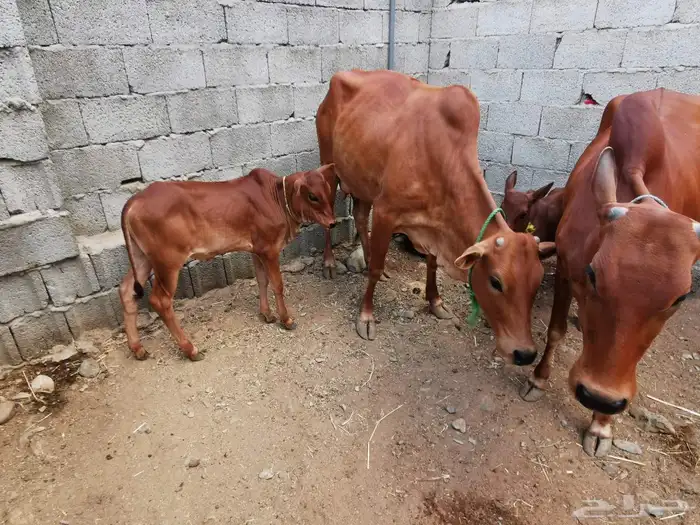 بقر مقاني للبيع 6