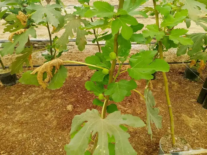 شتلات تين سوري . ب15 ريال . 1