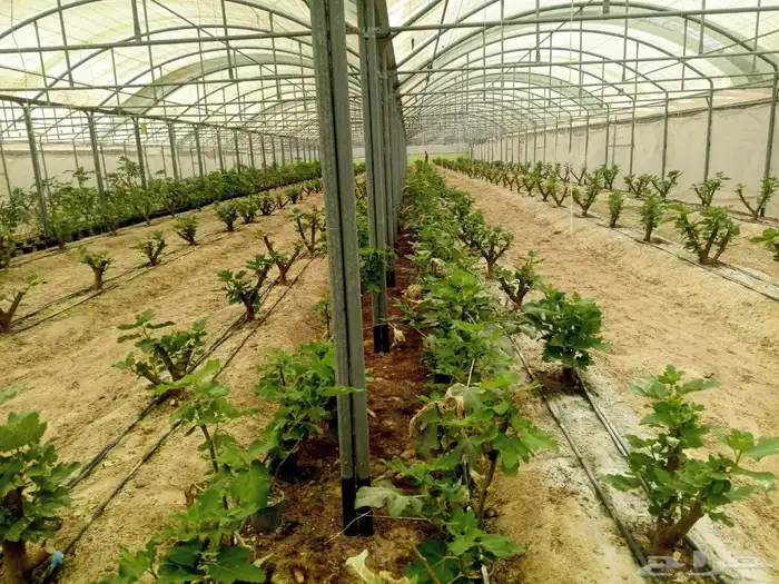 شتلات تين سوري . ب15 ريال . 3