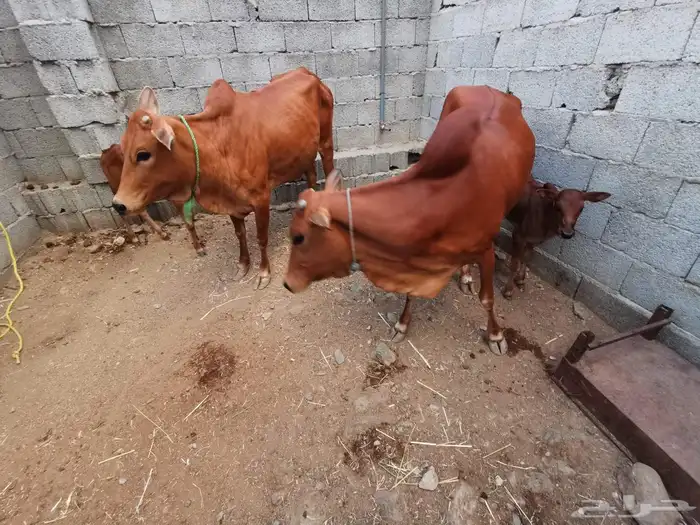 بقر مقاني للبيع 5
