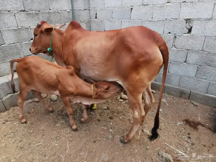 بقر مقاني للبيع 3