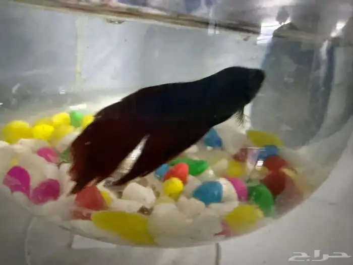 سمك الفيتر ذكر و انثا 1