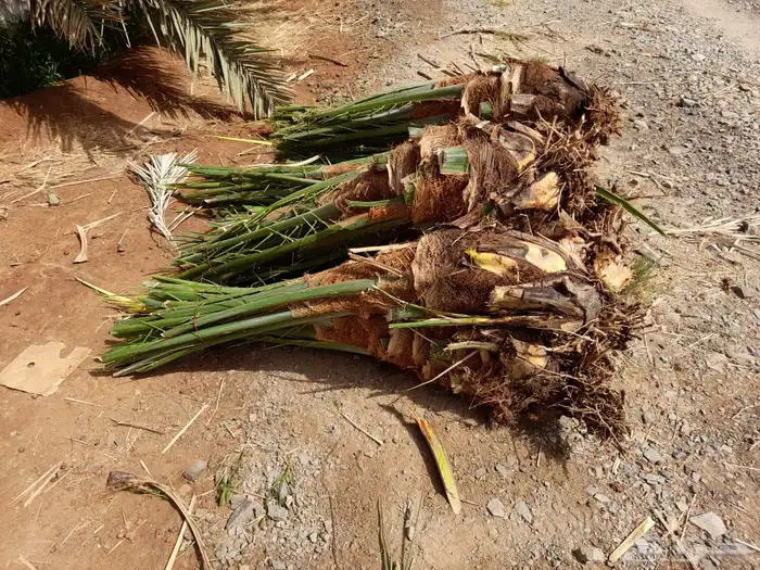 نخيل عربي فسائل نخل نخل عربي نقايل 27