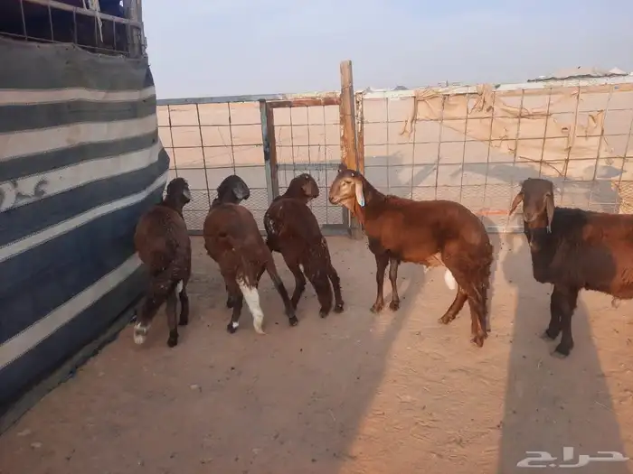 ذبايح سواكن مرابي مزرعه 1