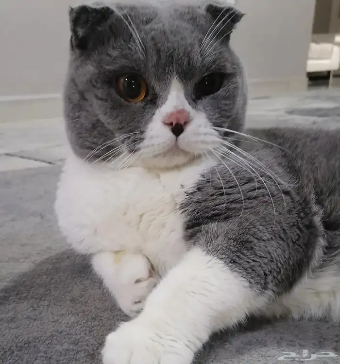 قط سكوتش ع السوم 1