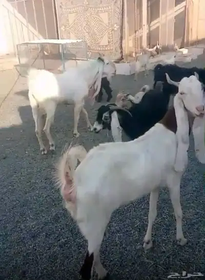 ماعز هولندي وعارضي للبيع index