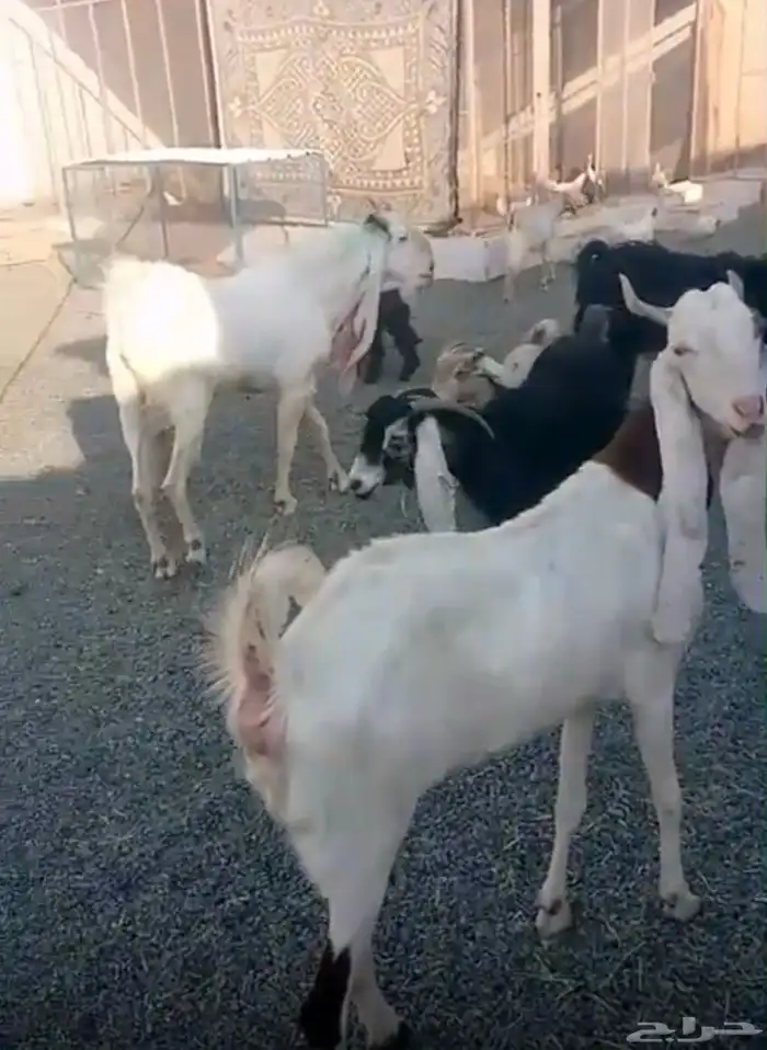 ماعز هولندي وعارضي للبيع 3