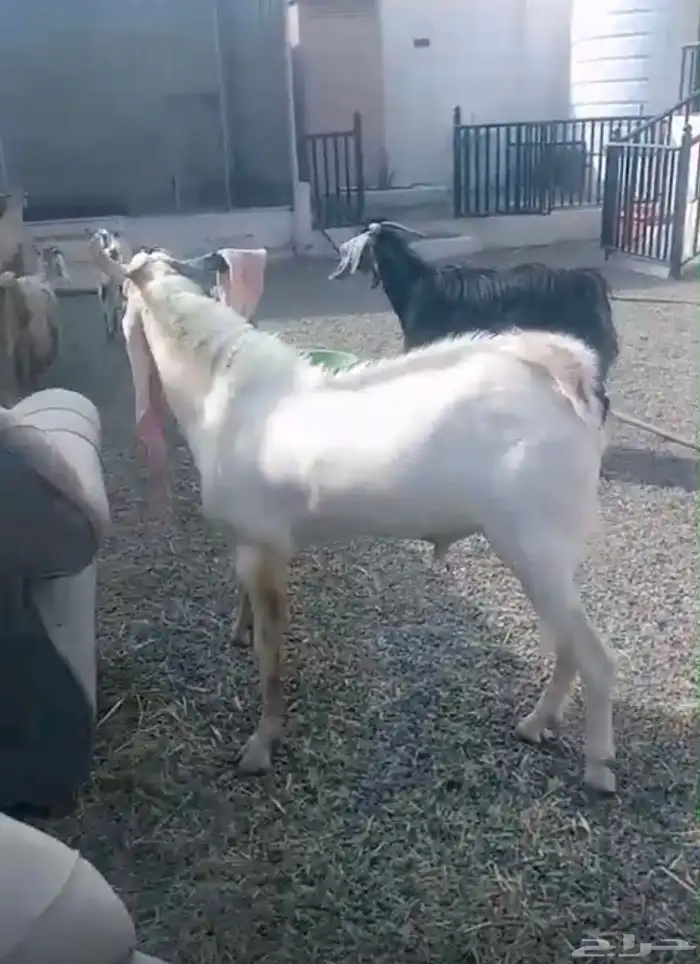 ماعز هولندي وعارضي للبيع 8