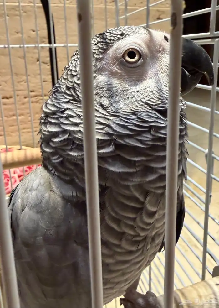 ببغاء كاسكو 0