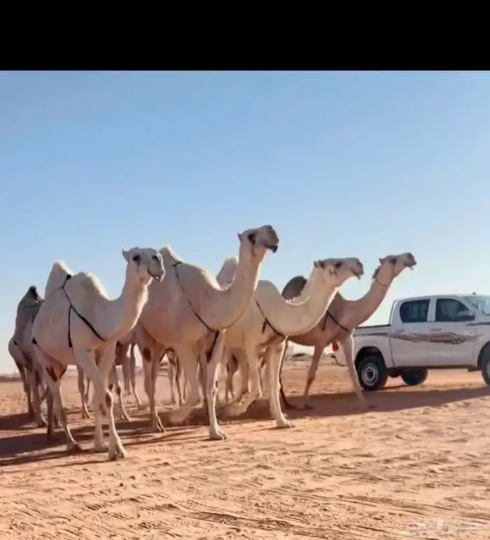 البل الكفوو 4