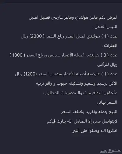 ماعز هولندي وعارضي للبيع index