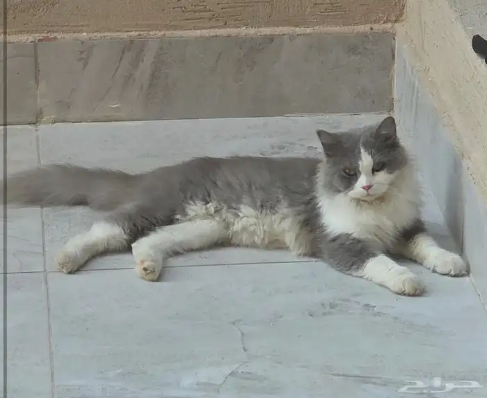 قطه انثى للتبني 2