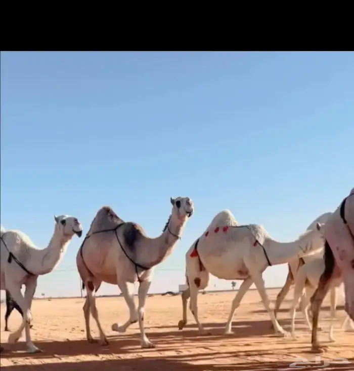 البل الكفوو 3