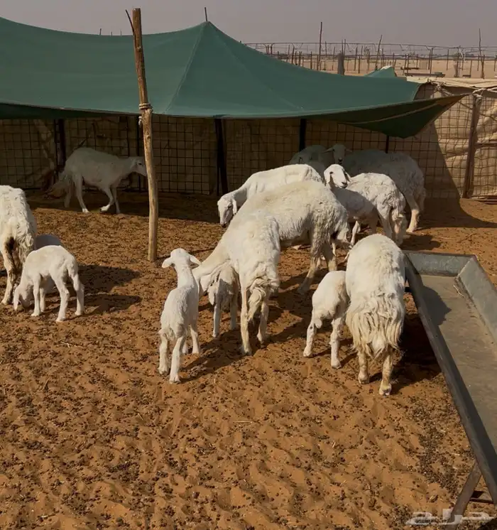 حريات وليد ودفيع 4