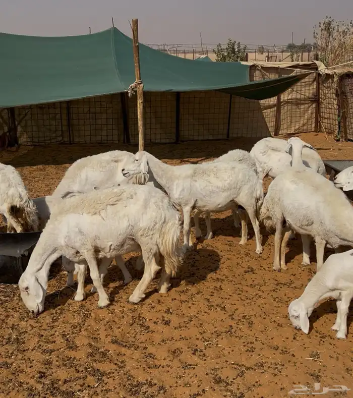 حريات وليد ودفيع 0