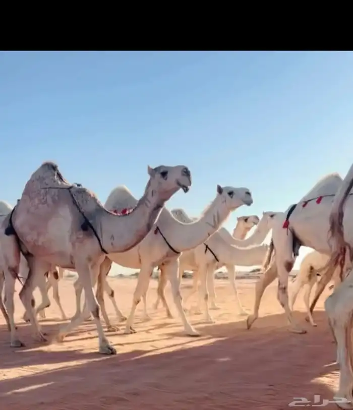 البل الكفوو 5