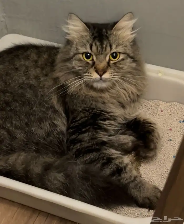 قطه منقذة 0