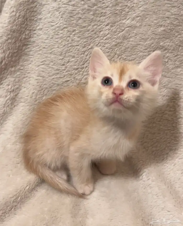 كتن شيرازي قطط للبيع مو للتبني هجين برتش 14